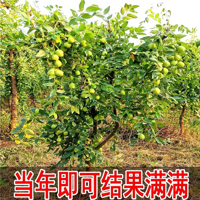 枣树苗活苗嫁接特大沾化冬枣苗树南方北方种植地栽当年结果果