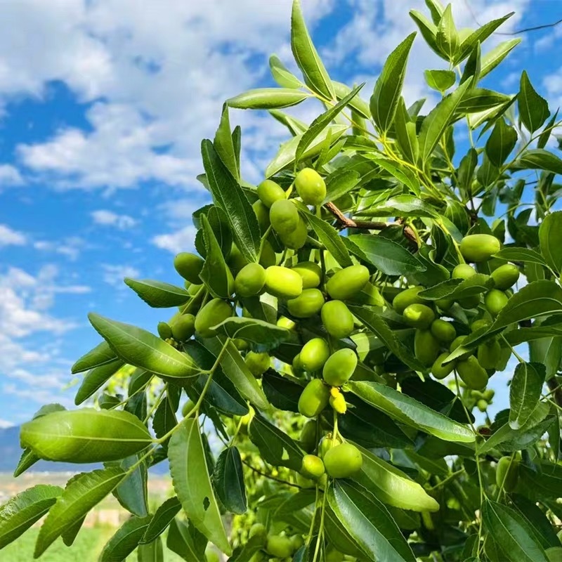 枣树苗活苗嫁接特大沾化冬枣苗树南方北方种植地栽当年结果果