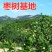 枣树苗活苗嫁接特大沾化冬枣苗树南方北方种植地栽当年结果果