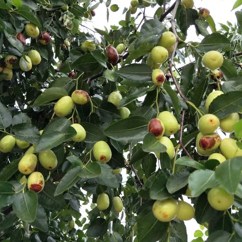 枣树苗活苗嫁接特大沾化冬枣苗树南方北方种植地栽当年结果果
