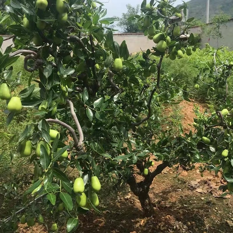 枣树苗活苗嫁接特大沾化冬枣苗树南方北方种植地栽当年结果果