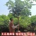 无花果树果苗波姬红盆栽地栽南方北方种植当年结果特大无花果