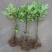 无花果树果苗波姬红盆栽地栽南方北方种植当年结果特大无花果