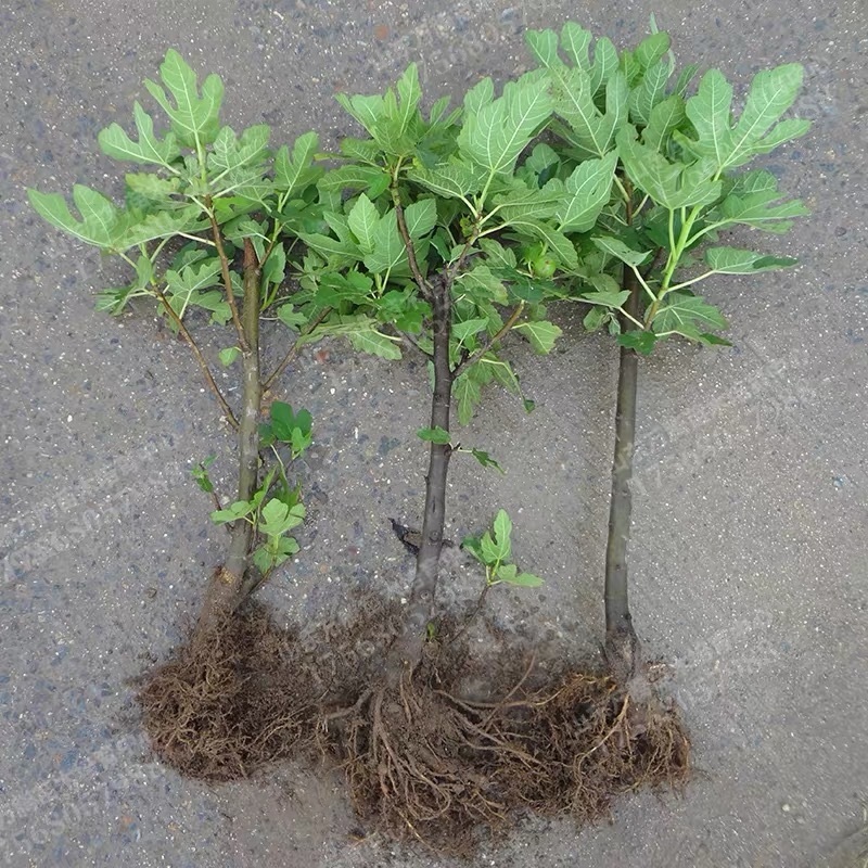 无花果树果苗波姬红盆栽地栽南方北方种植当年结果特大无花果
