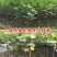 无花果树果苗波姬红盆栽地栽南方北方种植当年结果特大无花果