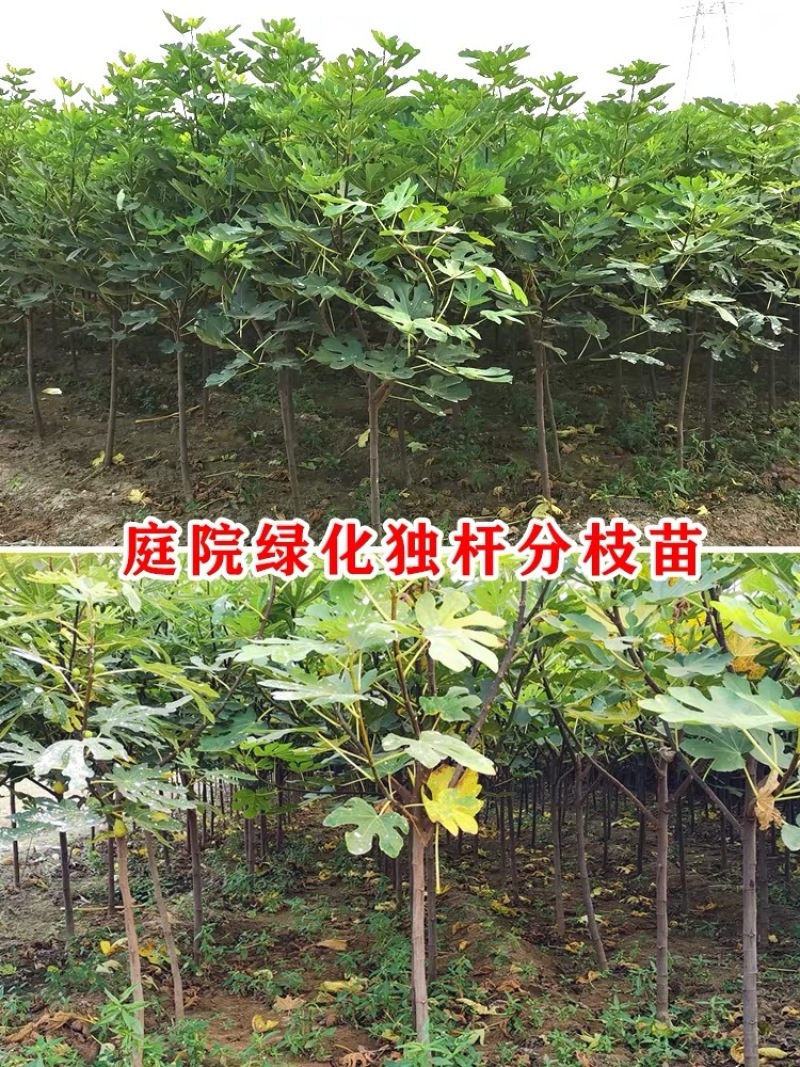 无花果树果苗波姬红盆栽地栽南方北方种植当年结果特大无花果