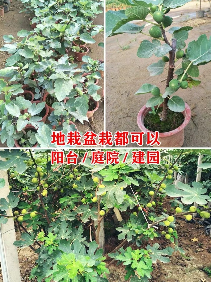 无花果树果苗波姬红盆栽地栽南方北方种植当年结果特大无花果