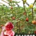 无花果树果苗波姬红盆栽地栽南方北方种植当年结果特大无花果