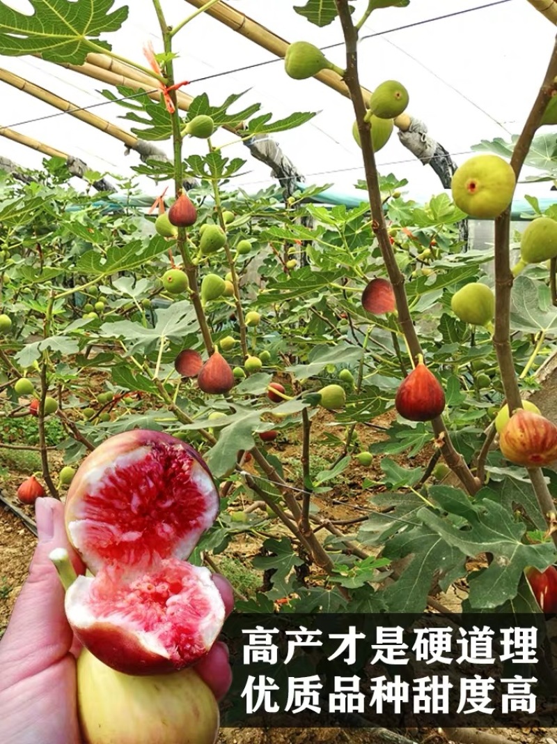 无花果树果苗波姬红盆栽地栽南方北方种植当年结果特大无花果