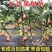 无花果树果苗波姬红盆栽地栽南方北方种植当年结果特大无花果