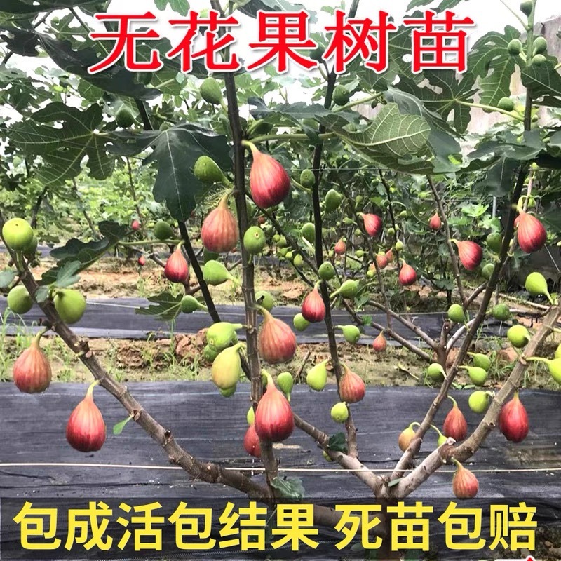 无花果树果苗波姬红盆栽地栽南方北方种植当年结果特大无花果