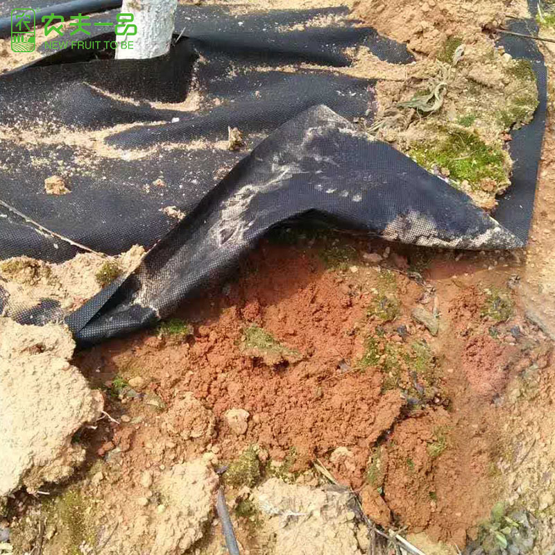 农用百香果防草布黑色保温防虫可降解地膜盖草布遮草布厂家