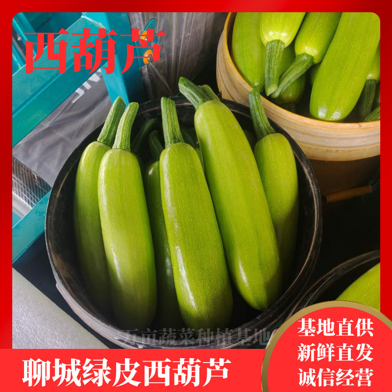 绿皮西葫芦山东西葫芦大量供应产地直发质量保证价格便宜