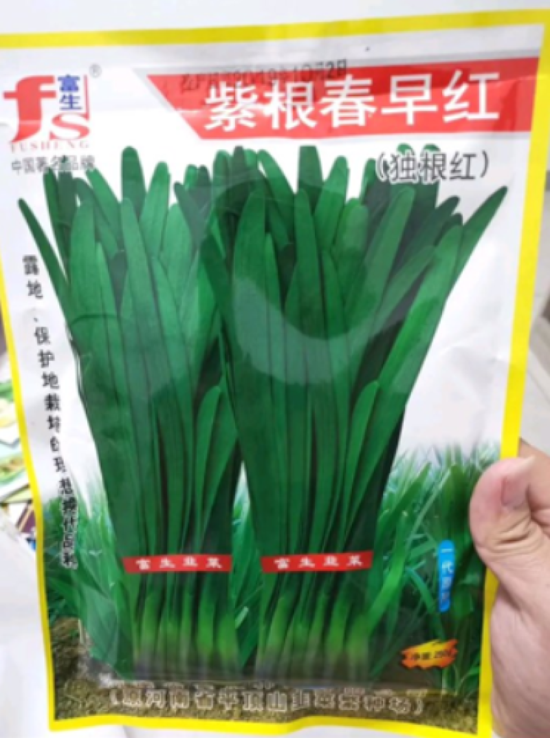 韭菜种子791宽叶雪韭叶色绿厚耐寒抗病品质佳好吃