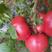 普罗旺斯西红柿泾阳水果番茄供应市场社团商超落地配