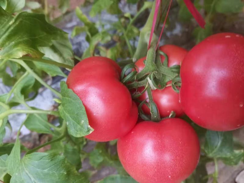 普罗旺斯西红柿泾阳水果番茄供应市场社团商超落地配