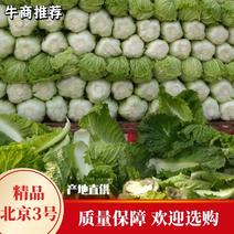 河北定州北京新三号白菜，质量好价格便宜，欢迎考察选购