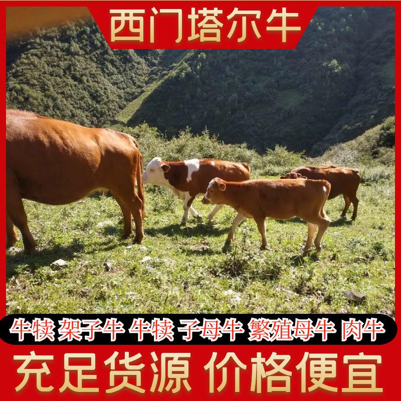 西门塔尔牛正宗西门塔尔牛长期出售公牛肉牛活牛