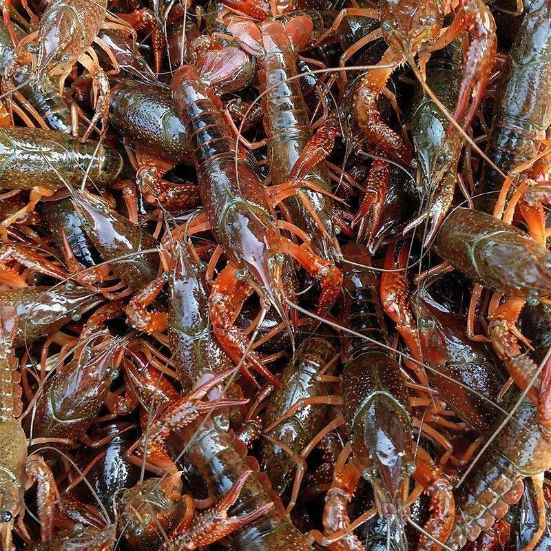 湖北潜江小龙虾，活体硬规格齐全，不掺死虾，基地直供