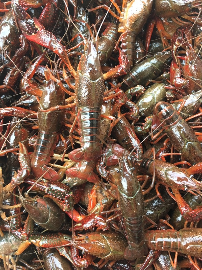 湖北潜江小龙虾，活体硬规格齐全，不掺死虾，基地直供