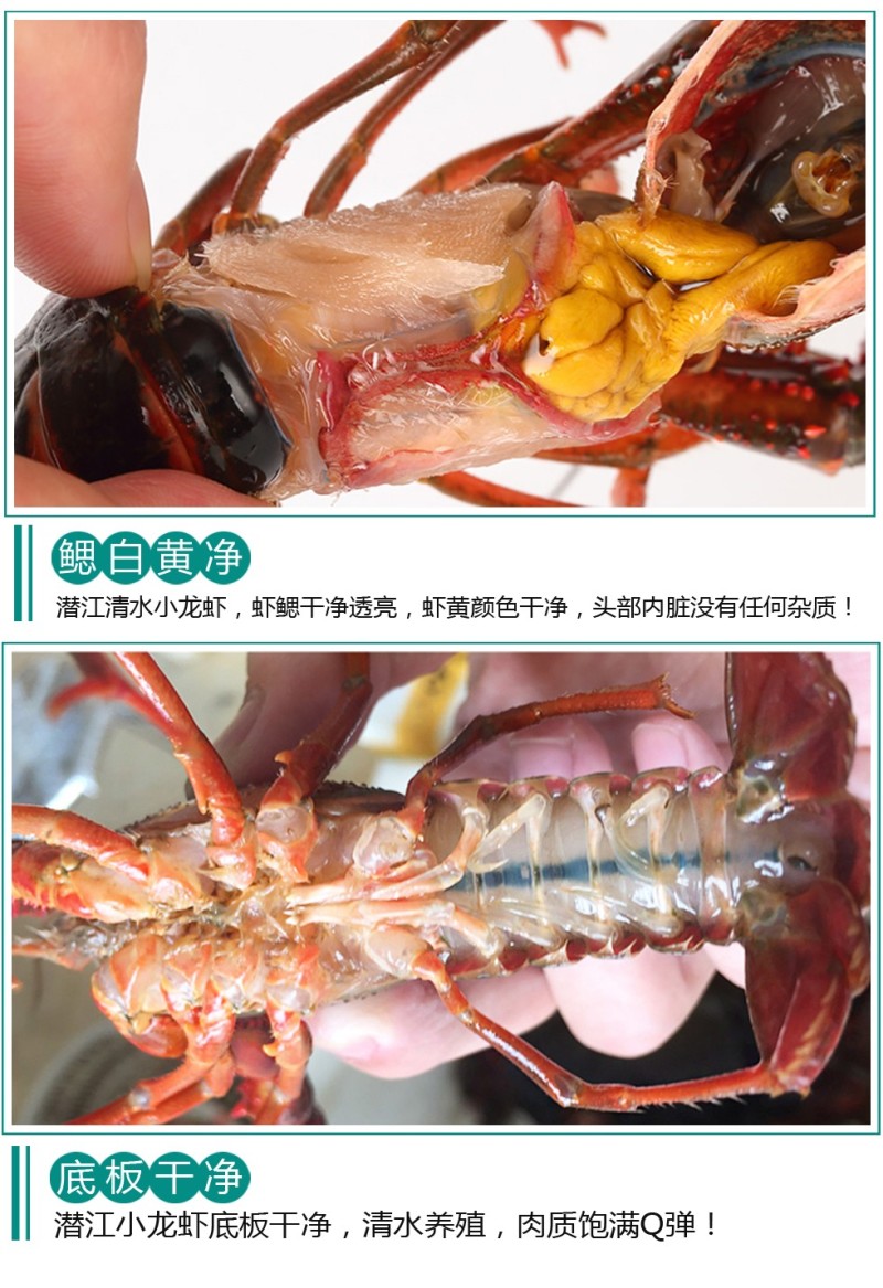 湖北潜江小龙虾，活体硬规格齐全，不掺死虾，基地直供