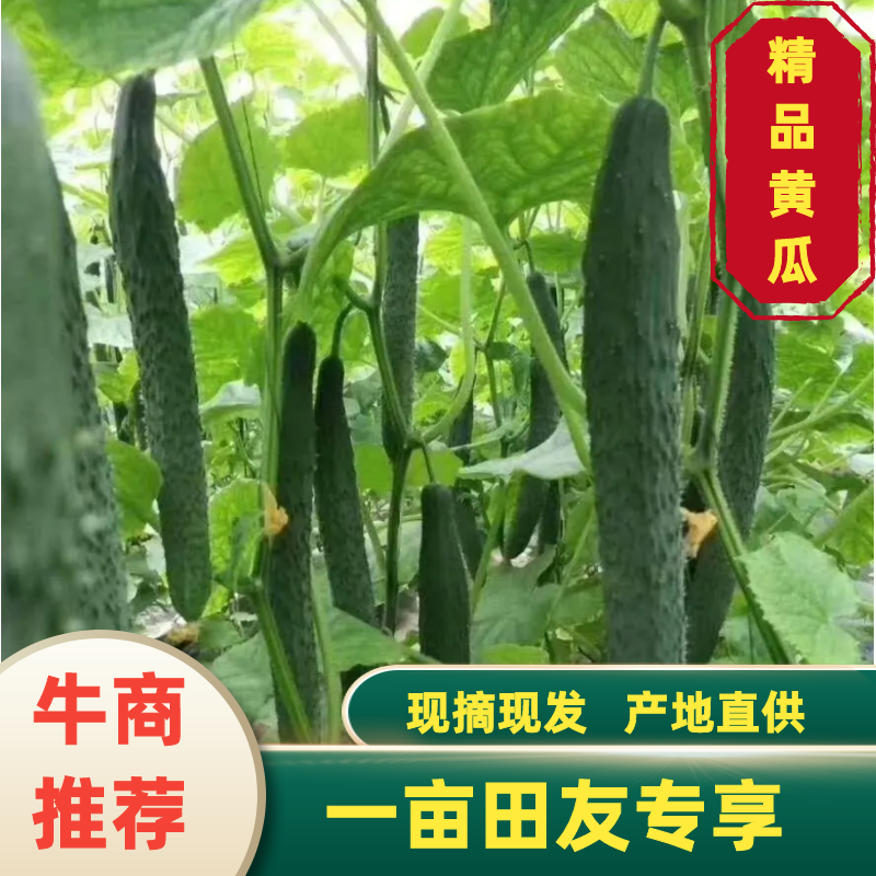 精品大棚密刺黄瓜大量上市，保证质量，基地货源代发全国