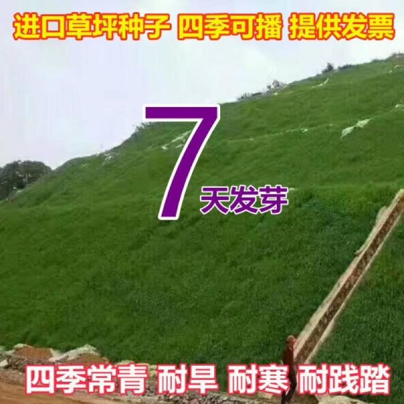 四季青种子耐寒耐旱耐践踏公园护坡绿化荒山复绿优质草籽