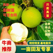 苏翠一号梨苗，包现场挖苗，提供种植技术可带防伪二维码，