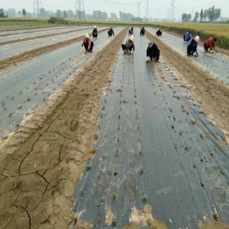 PE聚乙烯除草布一亩地多少钱，防草布厂家