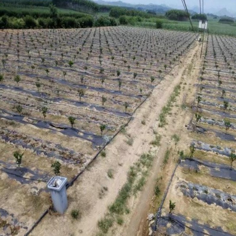 PP盖草布除草布一亩地价格，送11厘米地钉5箱