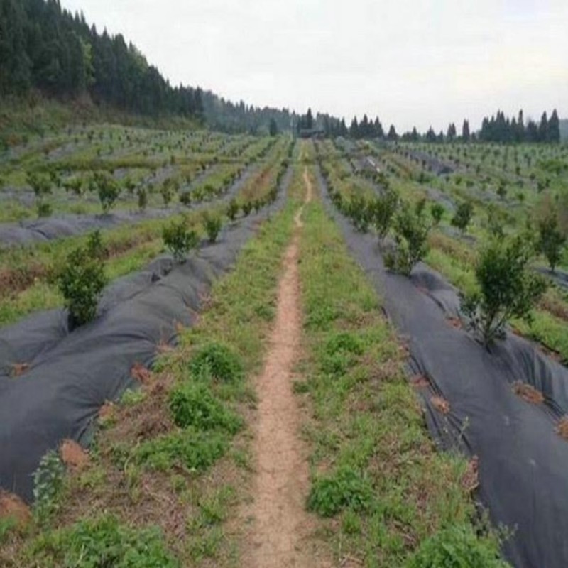 90克盖草布价格防草布一张多少钱免费加工