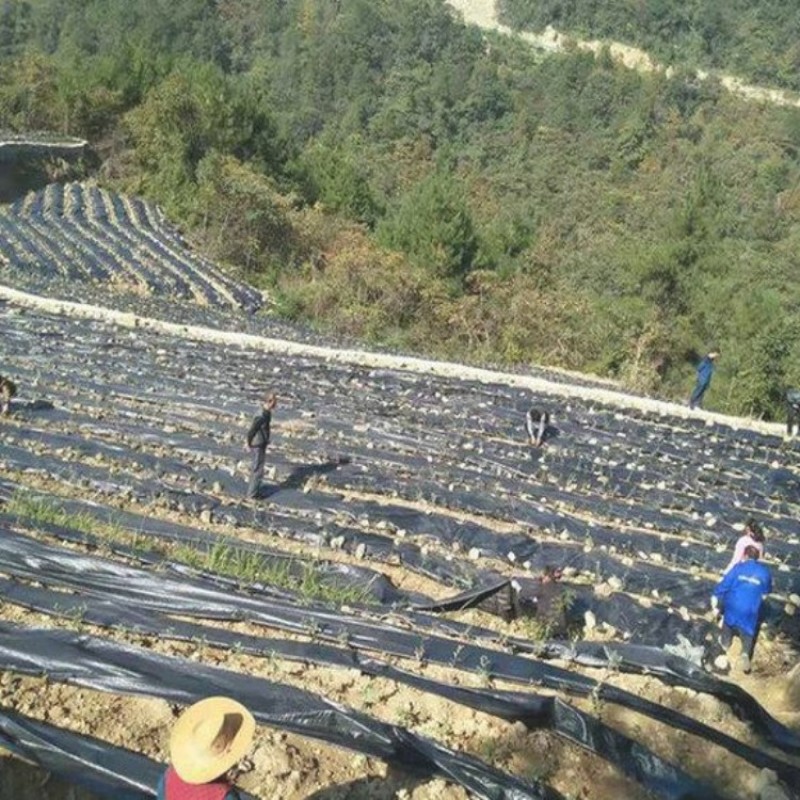 90克盖草布价格防草布一张多少钱免费加工