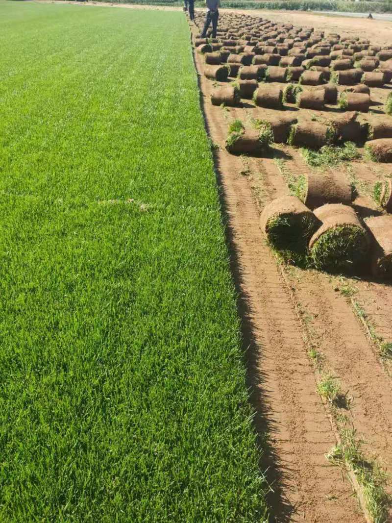 承德绿化草坪隆化公园草皮兴隆小区草坪滦平丰宁草坪