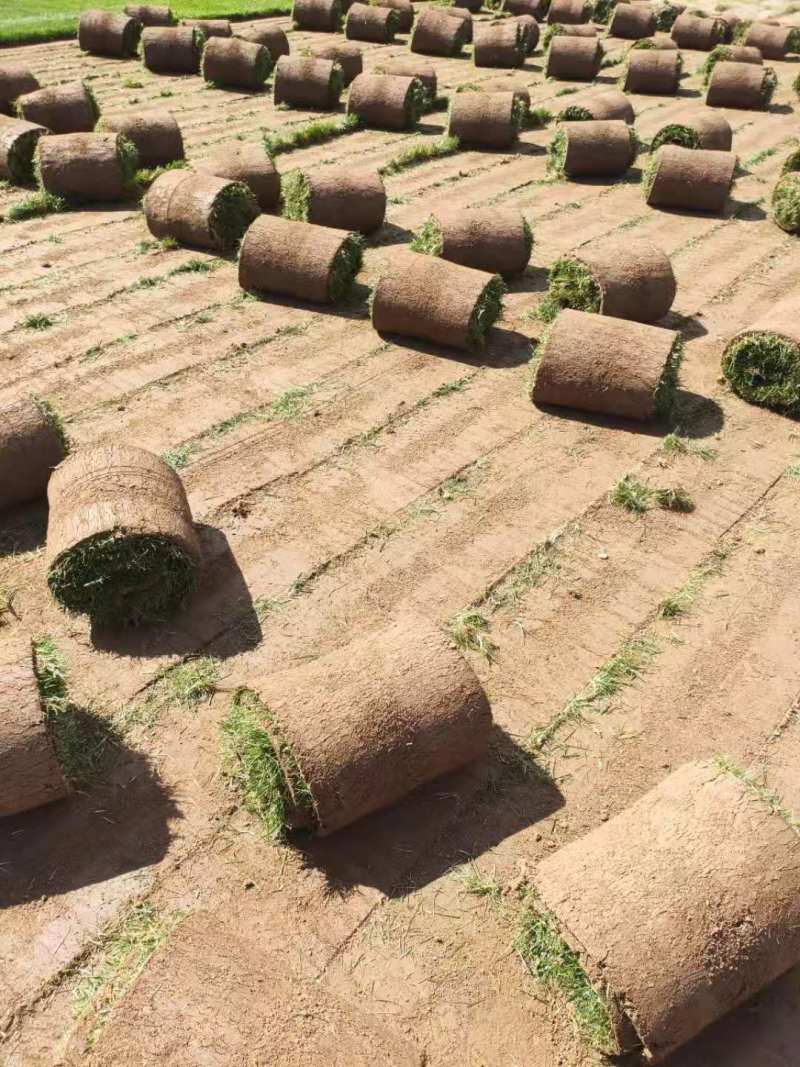 承德绿化草坪隆化公园草皮兴隆小区草坪滦平丰宁草坪