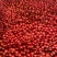 [牛商优选]西红柿硬粉西红柿货源充足实力代办🍅