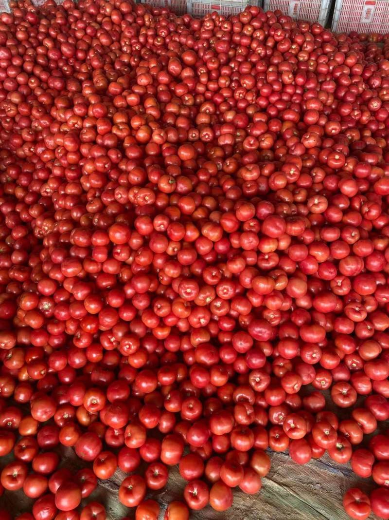 [牛商优选]西红柿硬粉西红柿货源充足实力代办🍅