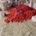 [牛商优选]西红柿硬粉西红柿货源充足实力代办🍅