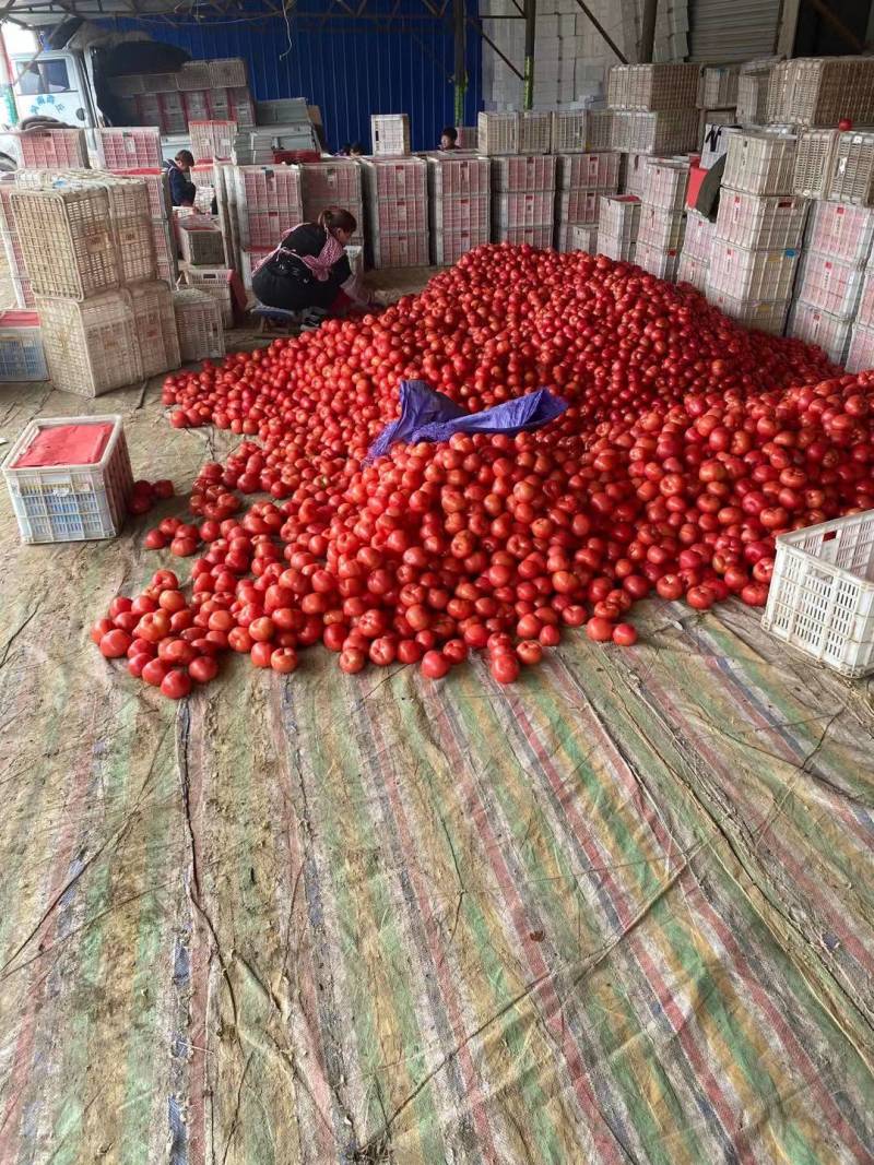 [牛商优选]西红柿硬粉西红柿货源充足实力代办🍅