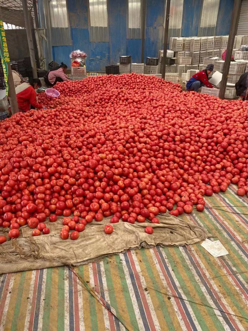 [牛商优选]西红柿硬粉西红柿货源充足实力代办🍅