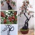 【精品】金弹子盆景，盆景种植基地量大从优欢迎选购