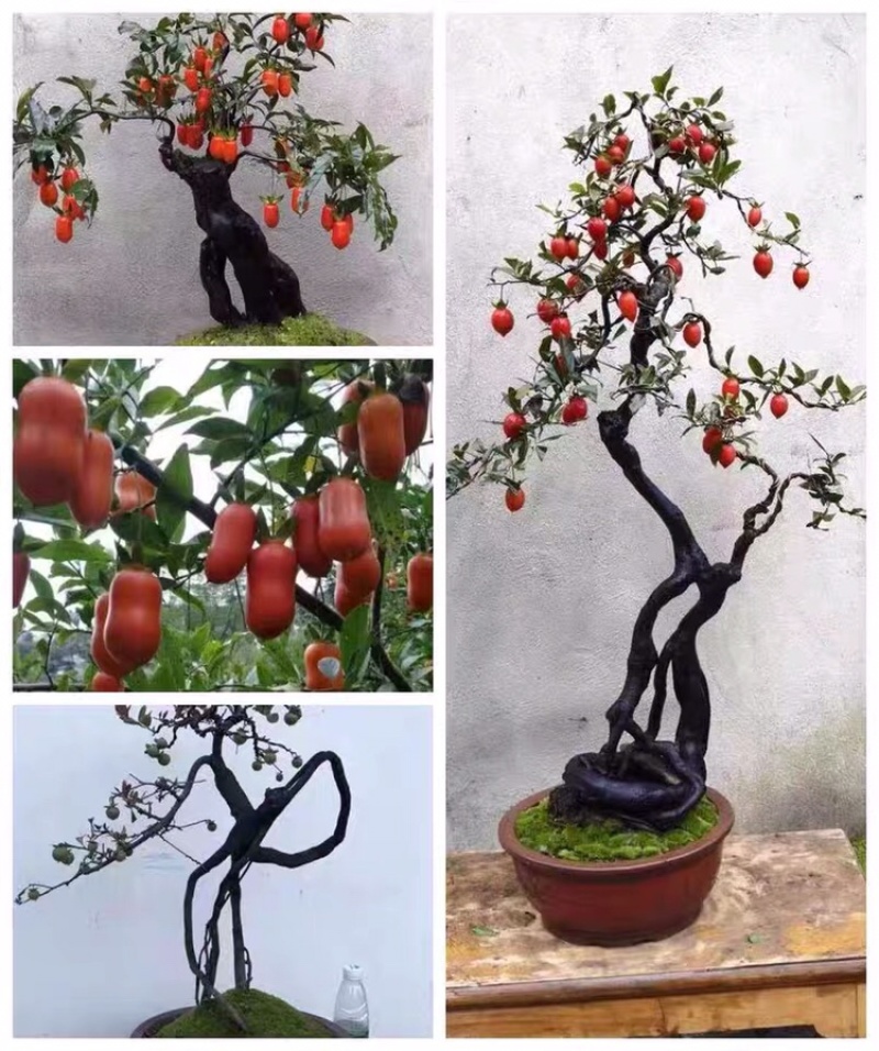 【精品】金弹子盆景，盆景种植基地量大从优欢迎选购