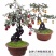 【精品】金弹子盆景，盆景种植基地量大从优欢迎选购