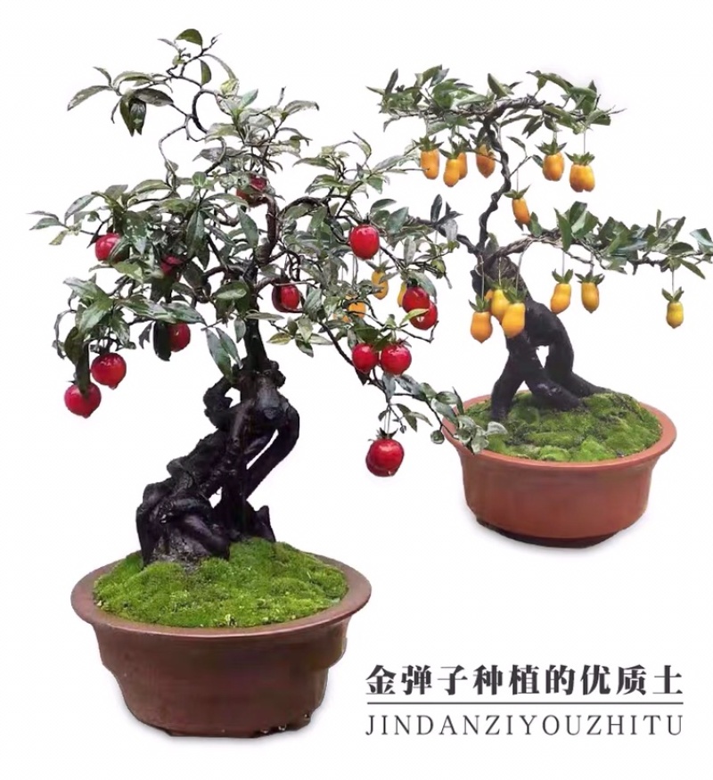 【精品】金弹子盆景，盆景种植基地量大从优欢迎选购