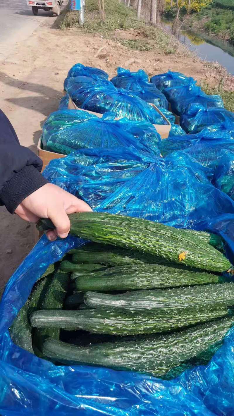 河南精品蜜刺鲜瓜，夏邑油亮黄瓜产地直供可视频看货真实报价