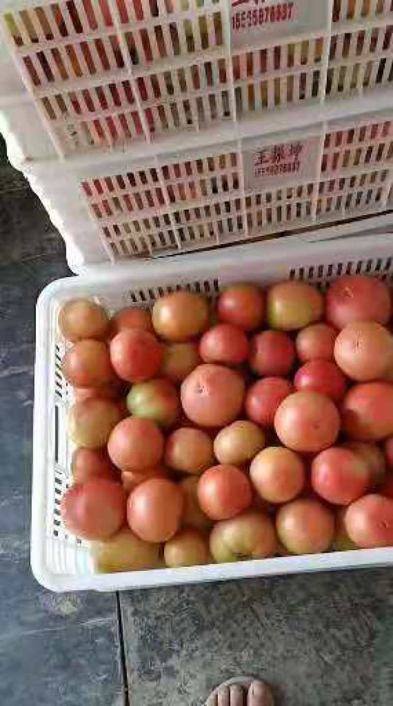 西红柿，夏邑精品西红柿，产地直销，量大从优，价格随行就市