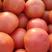 西红柿，夏邑精品西红柿，产地直销，量大从优，价格随行就市