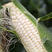 白玉米种子香糯玉米种子高产留种蜜甜糯三号超甜水果玉米