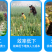 大葱收获机加厚加重双梁收葱机起葱机震动抖土挖葱机收树苗机