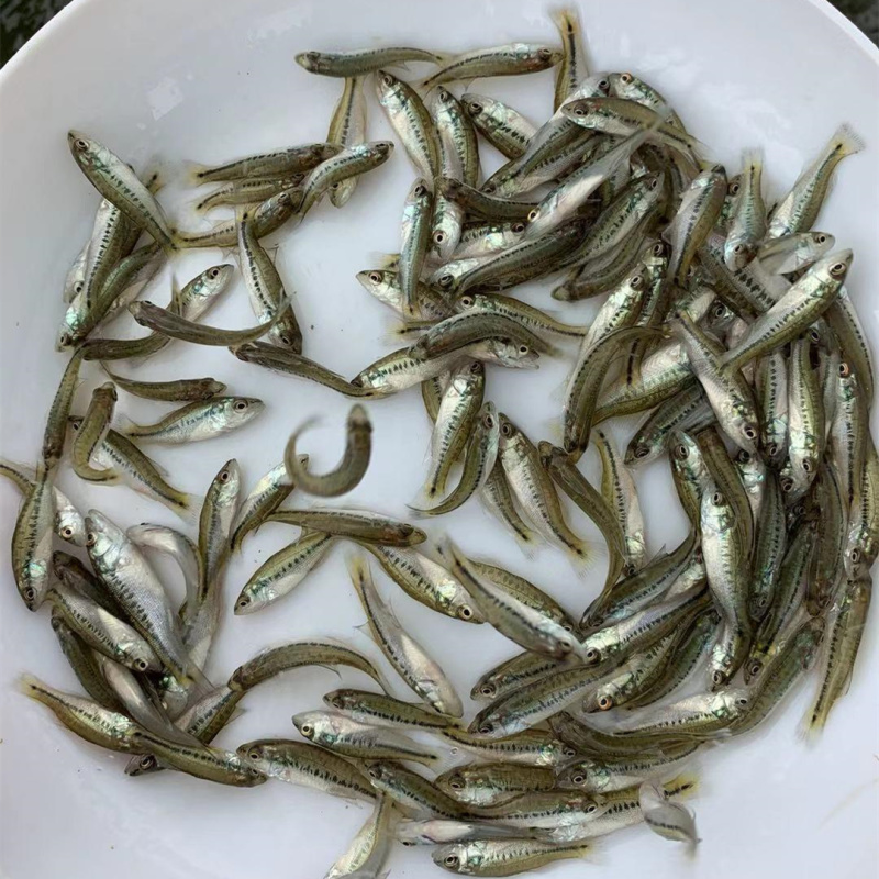 鲈鱼苗加州鲈鱼苗优鲈3号大口黑鲈淡水鱼苗