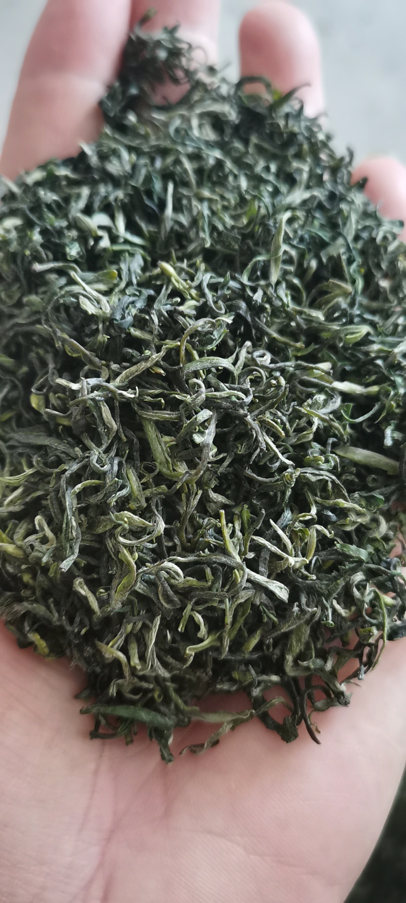 云雾绿茶，云南嫩芽高山茶叶，一级上市欢迎采购